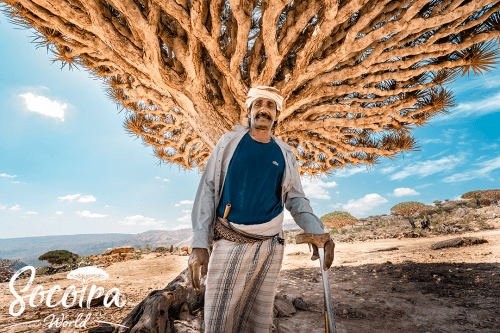 One of the original inhabitants of the Firmihin Dragon's Blood Trees Reserve, standing under one of these trees with the flute at his waist that he uses to herd his sheep daily and play during traditional celebrations.