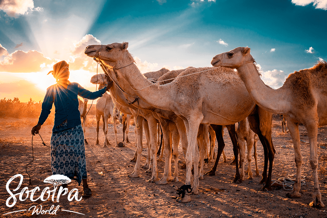 The Socotrans have relied on camels for transportation, food, and drink throughout history and still treat them as family members today.