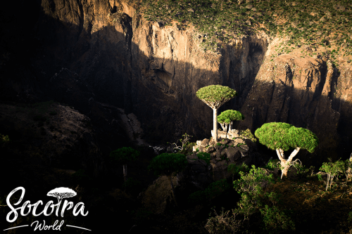 Dragon's Blood Trees stand tall on a plateau in the Diksam Natural Reserve for Dragon's Blood Trees, as if proclaiming to history that they will remain forever.