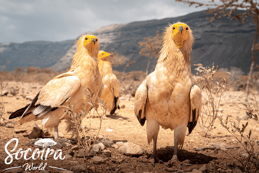 The Egyptian vulture, one of the rare birds abundantly found in Socotra Island, is a non-predatory bird that feeds on food scraps, earning the nickname "Socotra's cleaning box."