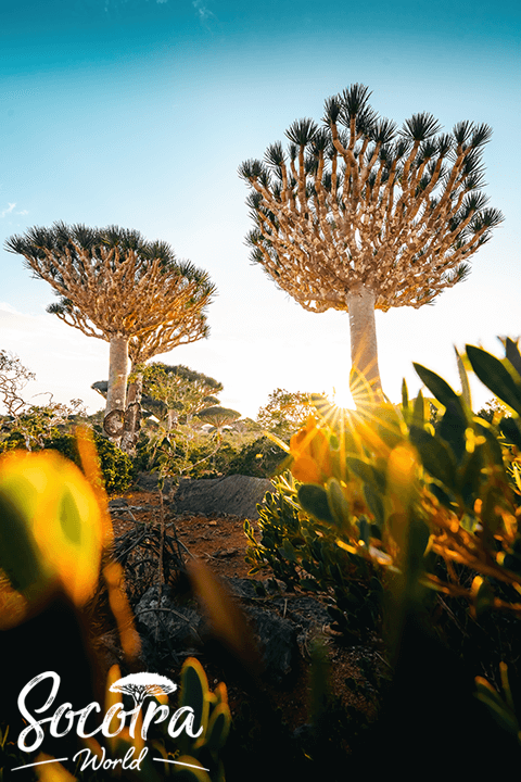 Dragon's Blood Trees, the eternal icon and symbol of Socotra Island...