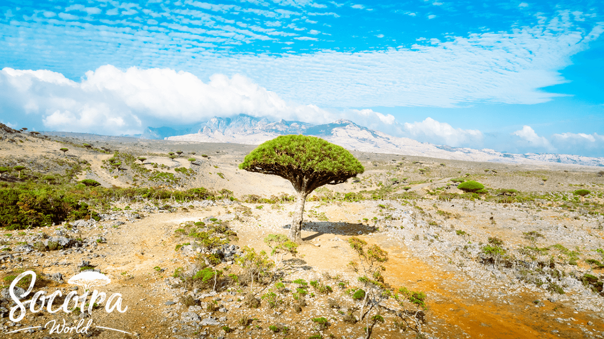 A Dragon's Blood Tree at sunset from the enchanting heights of Diksam, the home of Dragon's Blood Trees.