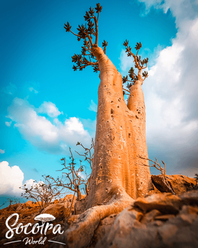 The Bottle Tree, one of the rare endemic trees in Socotra Island, known locally as Tremo.